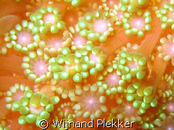 Close up of soft coral by Wijnand Plekker 